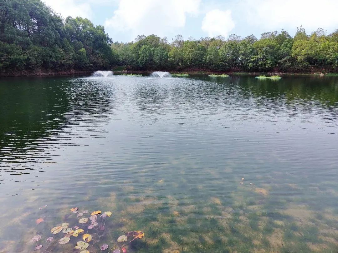 ƽ����pinnacle(�й�����)�ٷ���վ